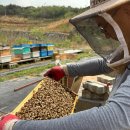 (제로페이)진하고 품질좋은 천연벌꿀. 로얄제리. 프로폴리스 판매합니다. 이미지