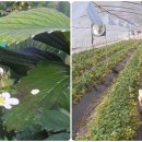 효자농장 이미지