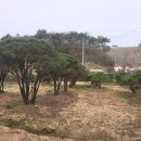 느티나무농장 이미지