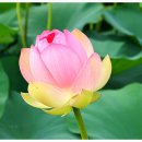 울미연꽃마을 이미지