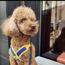 BALBARI(발바리) 이미지