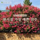 허*태 | 사람 1도 없는데 배롱나무는 만개! 진주 지수승산부자마을 꽃 여행