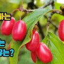 산수유-남.여 모두에게 좋은 성능력 강화약초! 신장과 간기능강화, 혈전생성을 억제해 혈관이 깨끗해지고, 심.뇌혈관질환 예방치료, 시력이 이미지