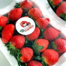 장군농장 | [군산] 딸기 저렴하게 구매가능한 딸기 체험 농장 / 군산 오늘베리