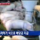 이상록농장 MBN