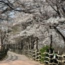 휴대폰으로 찍는 인생사진 | 4월 벚꽃 장소 추천과 인생 사진 찍는법!!
