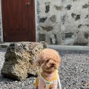 하도르방 이미지