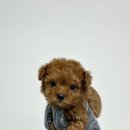 화순 토이샵 이미지