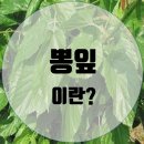 모루스알바