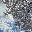 한창식당 | 구례의 노포 동아식당의 가오리찜과 노란 수선화가 한창인 지리산치즈랜드