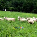 신기목장 이미지