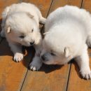 복슬 강아지 이미지