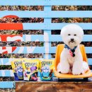 퓨리나동물병원 이미지