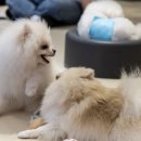 히포코코 애견카페 네이버블로그