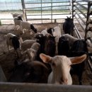 흑염소 궁금하면 물어보세요?새끼염소 질문 문의드립니다. 이미지