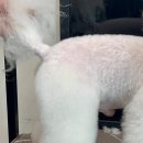 키스더도그/아르테미스 네이버블로그