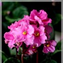 우리꽃집 이미지