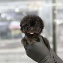 오독안심분양센터 강아지분양 고양이분양 하남점 | 하남강아지분양 강아지 성향과 환경의 관계