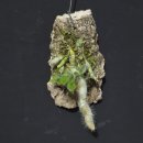 Dendrobium senile 덴드로비움 세닐레 이미지