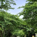 와산마을 | 제주 조천 감성 카페 ‘나와산’ 쑥크림 와산커피 + 기름떡 리얼 후기