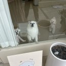 송댕송댕 이미지