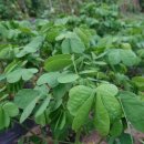 심호당한의원 이미지