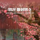 (주)세일 | 양산 통도사 2025년 3월 실시간 홍매화 개화상황