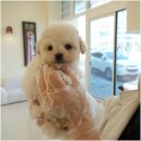 강아지는 내 운명 이미지