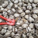 벌교꼬막 직거래 유통 이미지