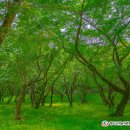 상수3리 이미지