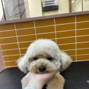 학동 애견 네이버블로그