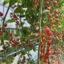 황성농장 이미지