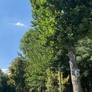 양재시민의숲 공원 테니스장 이미지