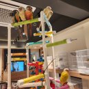 멍멍이와 야옹이 분양 미용 | 친절한 분양샵( 인천 모란앵무분양 인천 코뉴어분양) 개냥새앵이랜드 방문하다(앵이 입양완료♡)