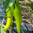 웃말농장 이미지