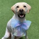 그루밍독 연구소 이미지