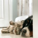 강아지와 고양이 이미지