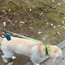 휘게 펫케어 | 수원 영통에서 반려견 하루를 차분하게 맡길 수 있었던 휘게펫케어 수원영통점 이용 후기