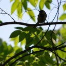 나무고아원 이미지