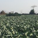 광령지석묘 3호 이미지