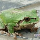 개구리PC 이미지