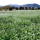 봉평약국 이미지