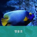 영웅호