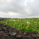 제주 토끼섬 문주란자생지 이미지