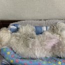 뉴욕버거신정점 이미지