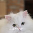 13번째고양이