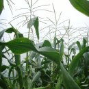 김성수농장 이미지