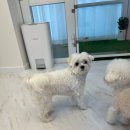 몽셀펫살롱 이미지