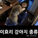 이효리 강아지 종류 ㅋㅋㅋㅋㅋㅋㅋㅋㅋㅋㅋㅋㅋㅋ 이미지