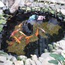 용인조경화훼총판장